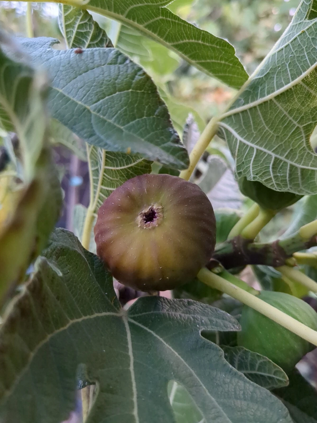 Olympian Fig Tree Cuttings – 10 Unrooted Ficus carica Stems for Grafting & Rooting, Fruit Tree, Full Sun, Well-Draining Soil
