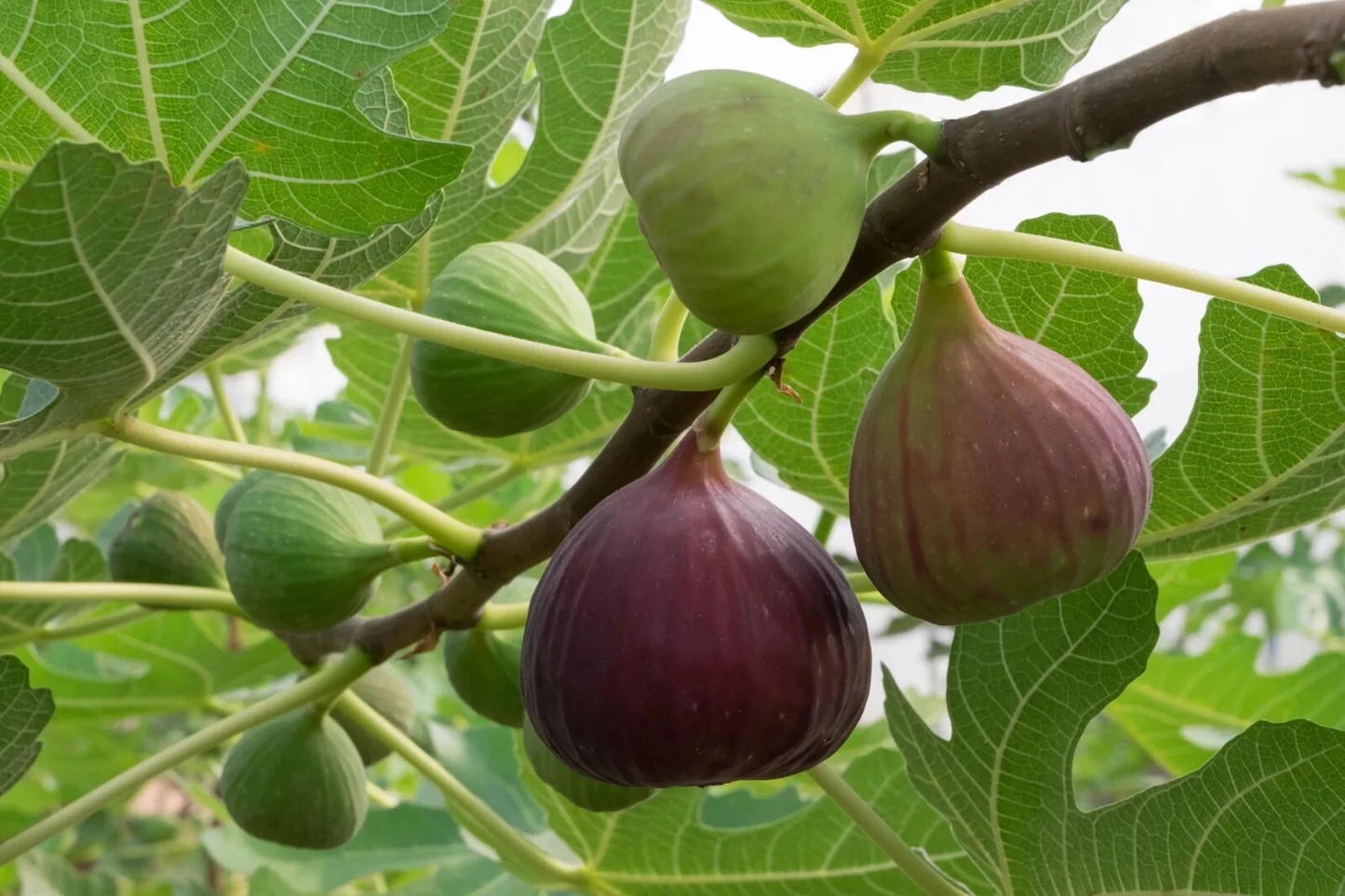 Brown Turkey Fig Cuttings – 2 Unrooted Stem Propagation Stems with Willow Water – Ficus carica Live Plant Starters