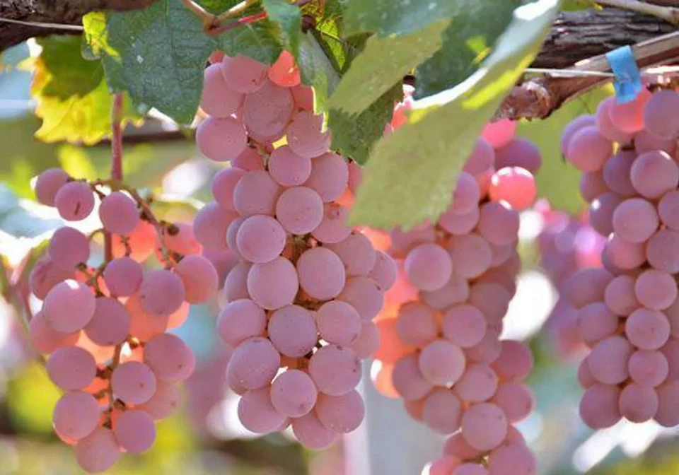 Koshu Grape Cuttings – 5 Organic Unrooted Vitis vinifera Variety for Rooting or Grafting, Rare Japanese Wine Grape Cultivar