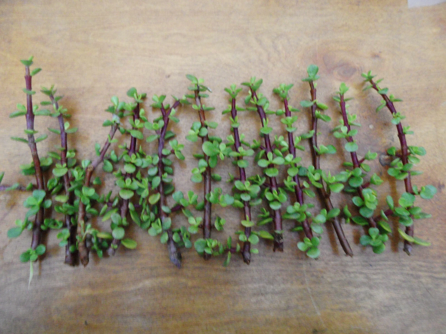 Portulacaria afra Cuttings – Lot of 12 Unrooted Spekboom Succulent Cuttings, Red Stems, 6 Inches for Propagation and Planting