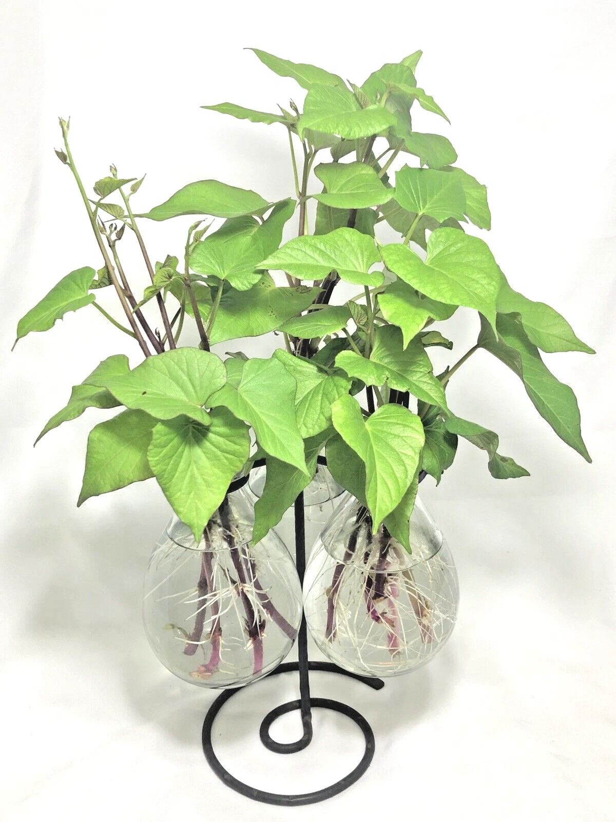 Stokes Purple Sweet Potato Slips – 10 Rooted Ipomoea batatas Cuttings for Planting, Vining, Garden Bed, Full Sun