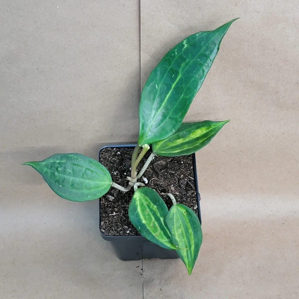 Hoya macrophylla Reverse Pot of Gold – Variegated Indoor Houseplant in 4-Inch Pot, Tropical Climbing or Trailing Plant