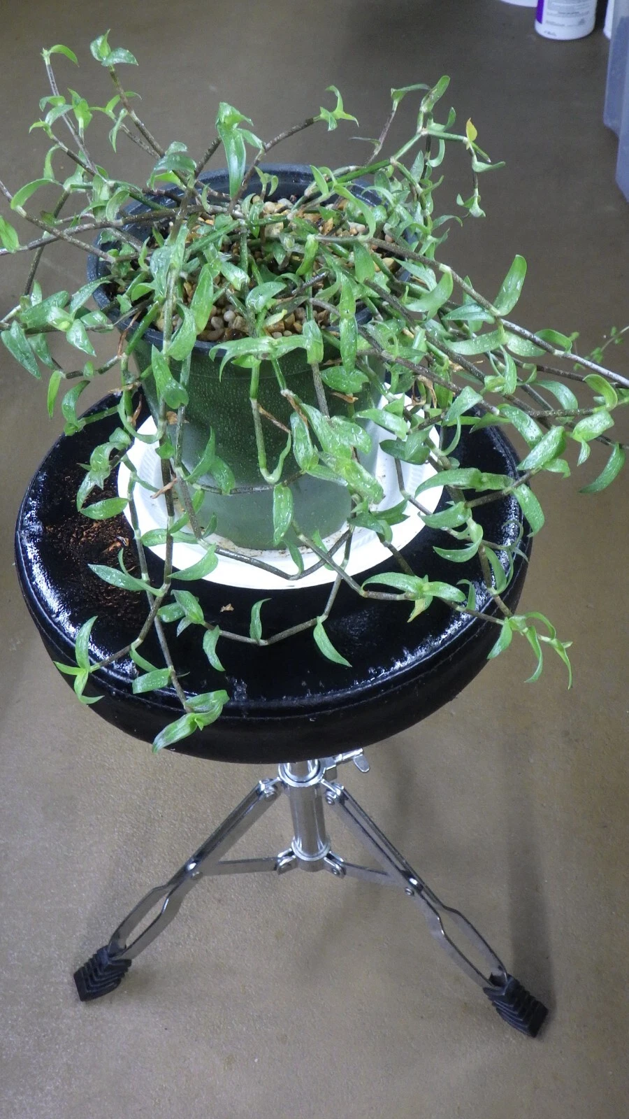Callisia micrantha Cuttings – Wandering Jew Houseplant Starts, Indoor Trailing Plant for Pots & Hanging Baskets