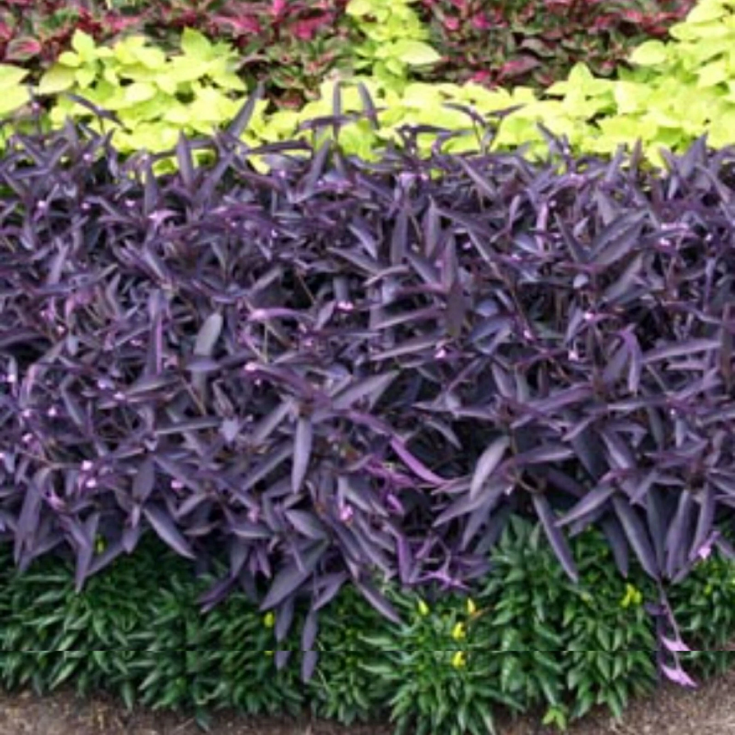 Tradescantia zebrina Cutting Pack – Purple Wandering Jew Live Plant Stems, Easy-Rooting Perennial Houseplant, Trailing Vining, Indoor & Outdoor