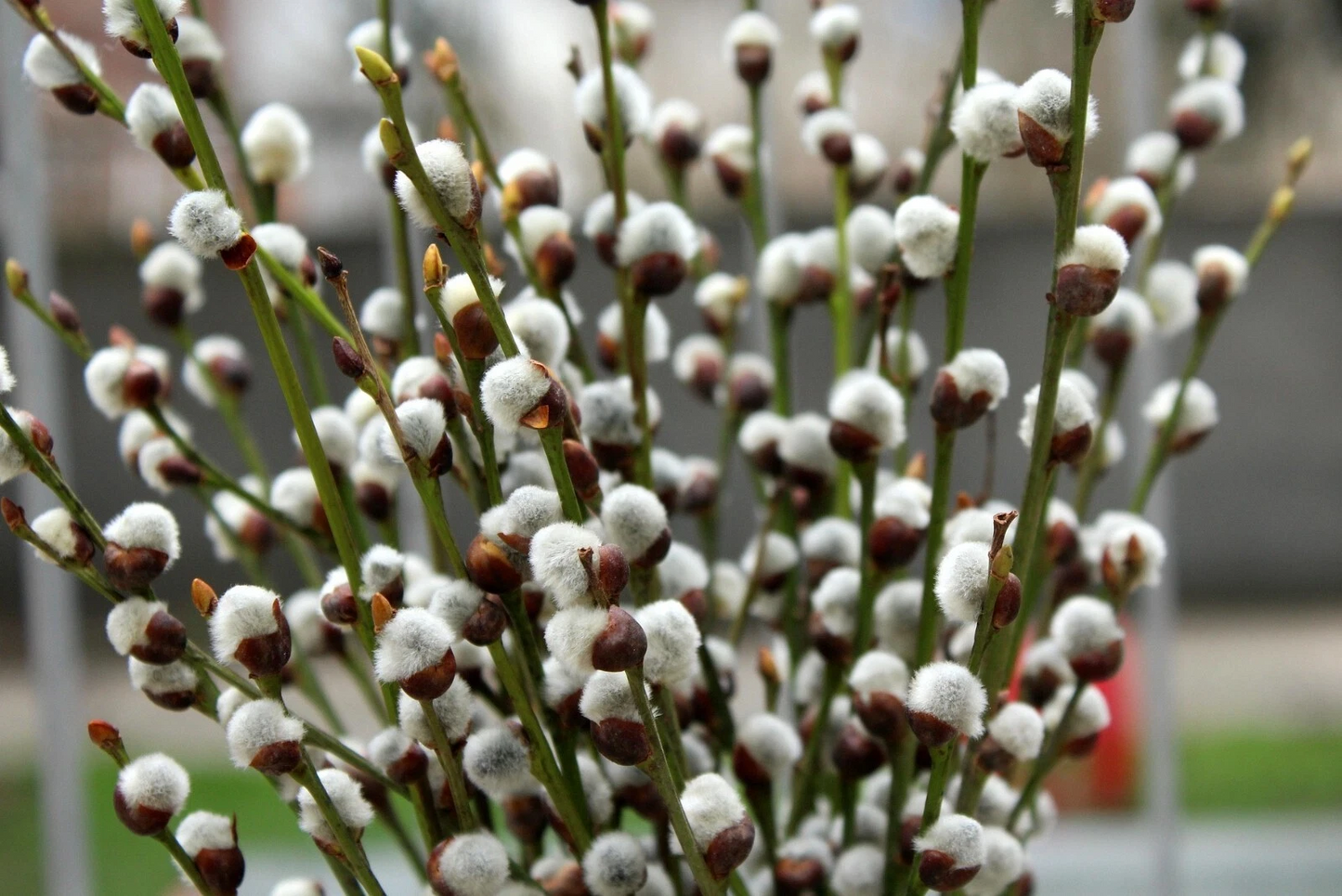 Pussy Willow Tree Cuttings, Unrooted Salix spp., Ornamental Landscape Propagation, White Catkins