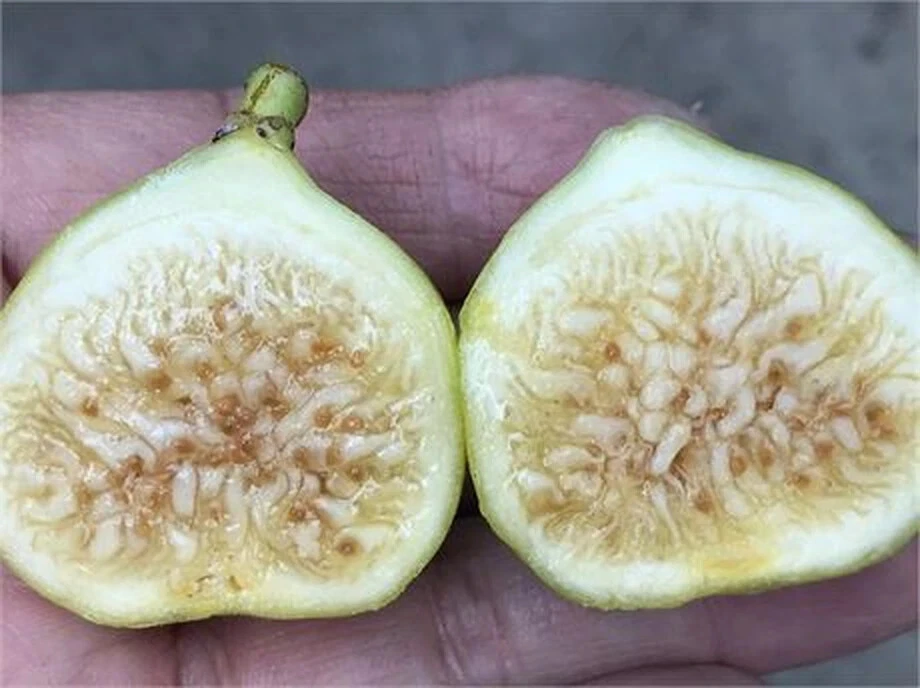 White Marseilles Fig Cutting – Unrooted Hardwood Propagation, Ficus carica, 8+ Inch, 3+ Nodes