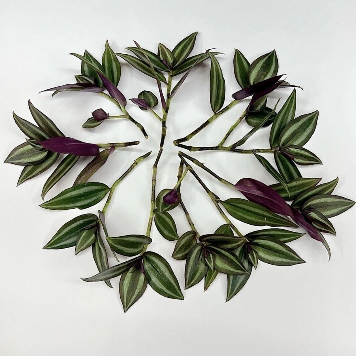 Tradescantia zebrina Unrooted Cuttings – Purple Silver Striped Wandering Jew Vine for Indoor Pots & Hanging Baskets
