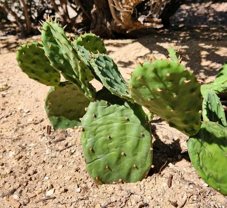 Opuntia humifusa Pad Cutting – Eastern Prickly Pear Cactus, Cold Hardy, Drought Tolerant, for Rooting, Succulent, Rock Gardens