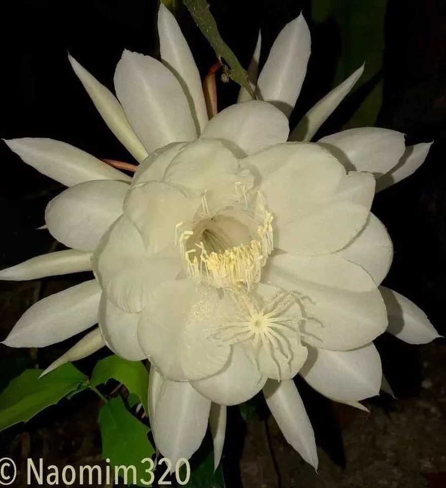Night Blooming Cereus Epiphyllum oxypetalum – 3 Live Tropical Cactus Starts, Queen of the Night, Easy-Grow Indoor/Outdoor Plant