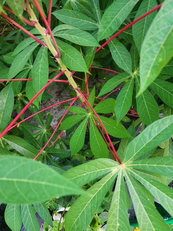 Red Cassava Cuttings – Manihot esculenta Yuca, 5 Unrooted Live Stems for Planting, Tropical Perennial Food Crop