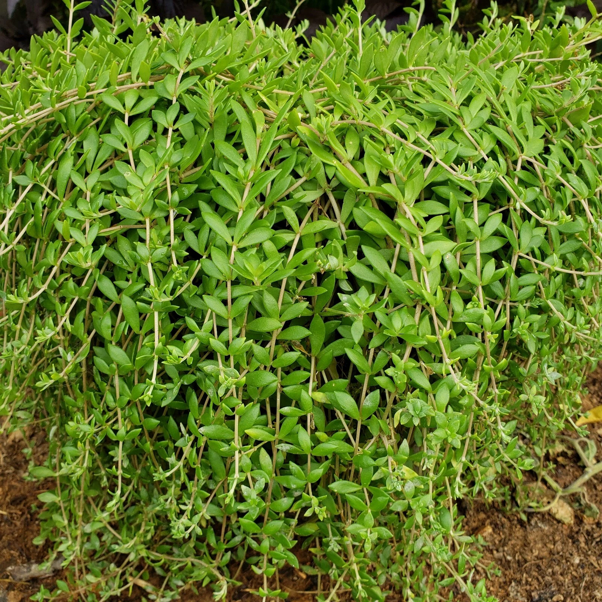 Sedum Sarmentosum Cuttings – Fast-Growing Creeping Perennial Groundcover Live Plant for Landscaping, Rock Gardens, Borders