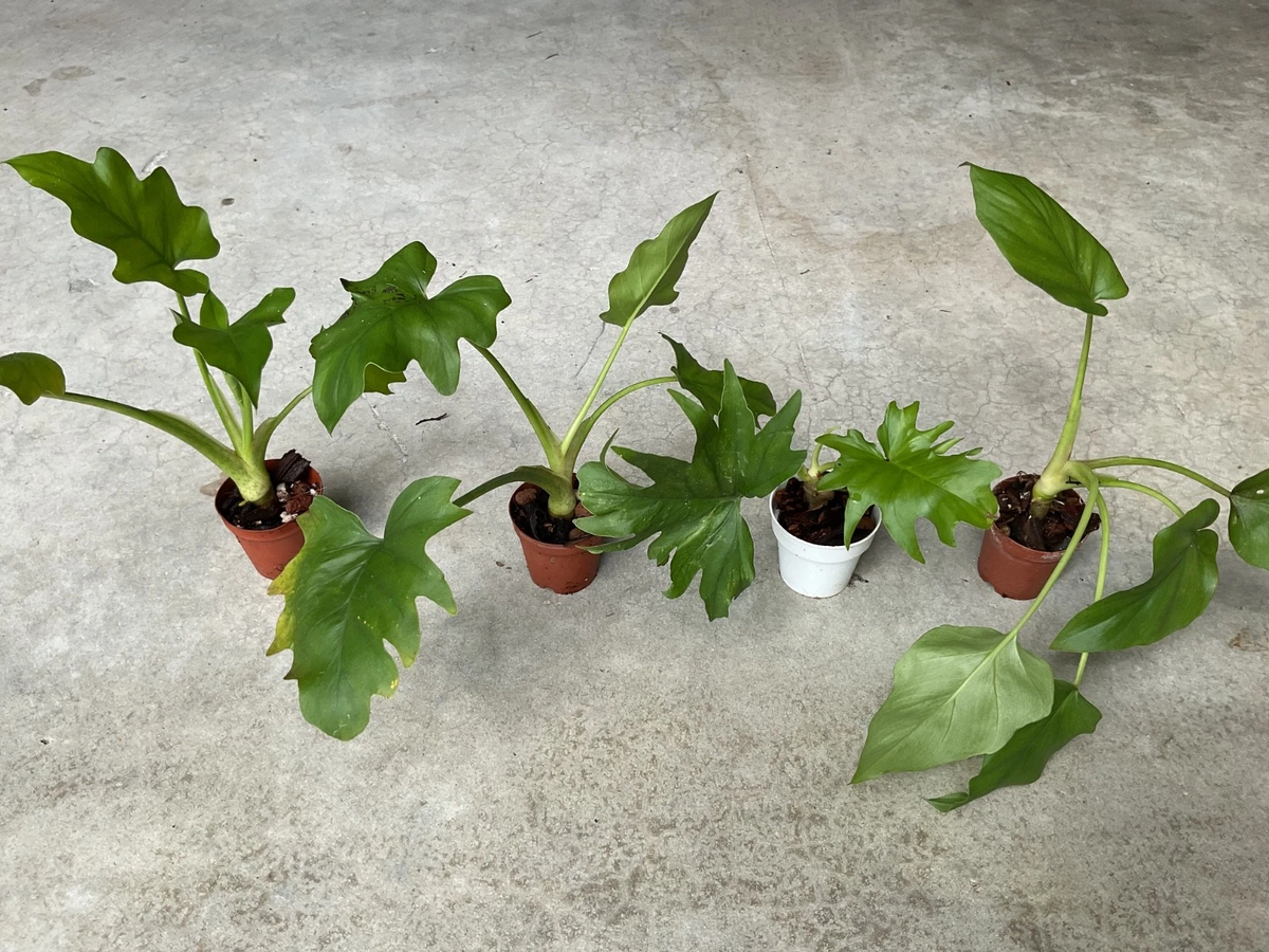 Philodendron Warszewiczii Live Starter Plant in 1.5 Inch Pot – Tropical Foliage Houseplant, Green, Upright Growth
