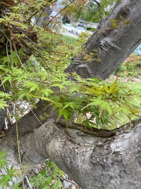 Japanese Maple Tree Cuttings – 10 Unrooted Acer palmatum Scion Wood for Rooting & Grafting