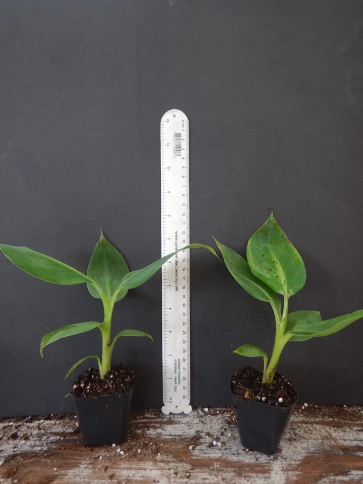 Gold Finger Banana Plant Starter | Musa acuminata 'Goldfinger' | Tropical Live Banana for Container & Garden