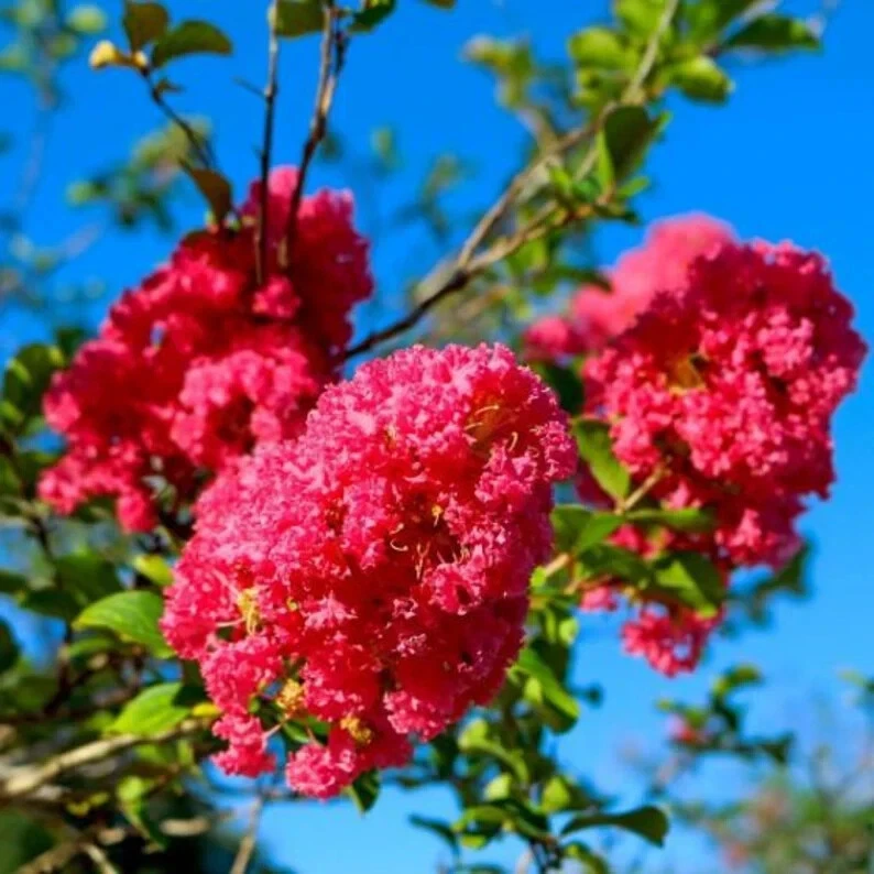 Crape Myrtle Cuttings 8-Pack Deep Pink Lagerstroemia indica Live Shrub Rooting Plant Starts