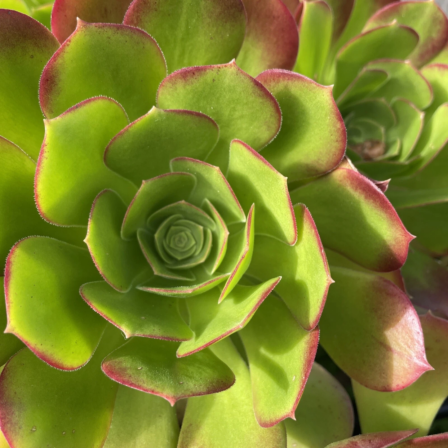 Succulent Cuttings - Green Red Aeonium Starter Stems for Rooting, Garden & Indoor Decor, Aeonium spp.