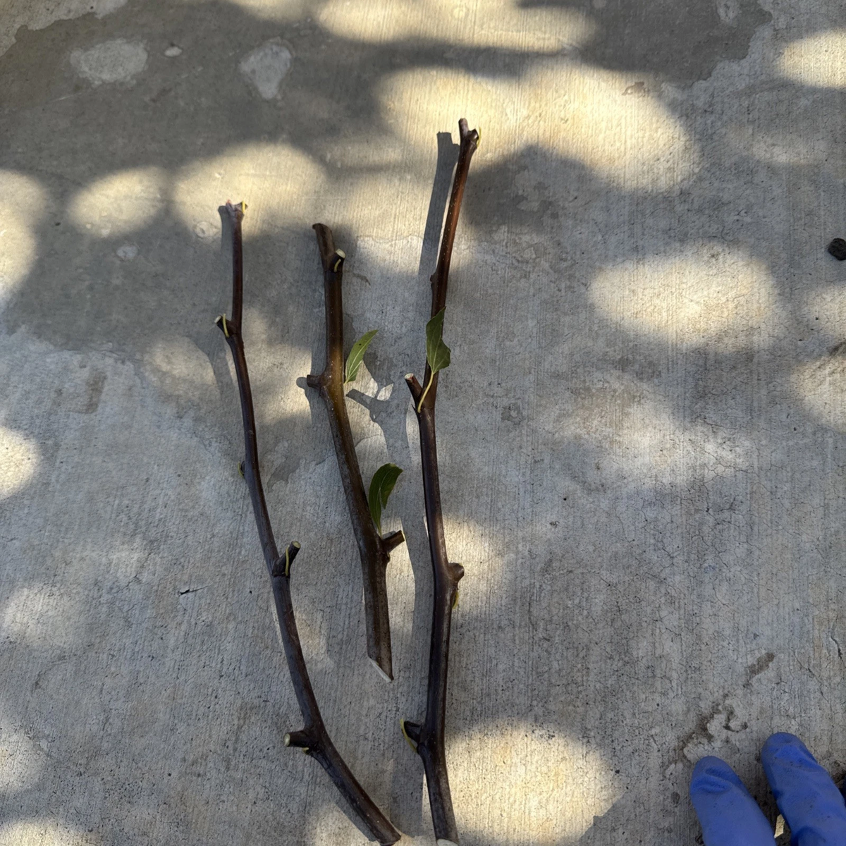 Sugarcane Jujube Scions – 3 Unrooted 8" Grafting Cuttings Ziziphus jujuba Fruit Tree Variety