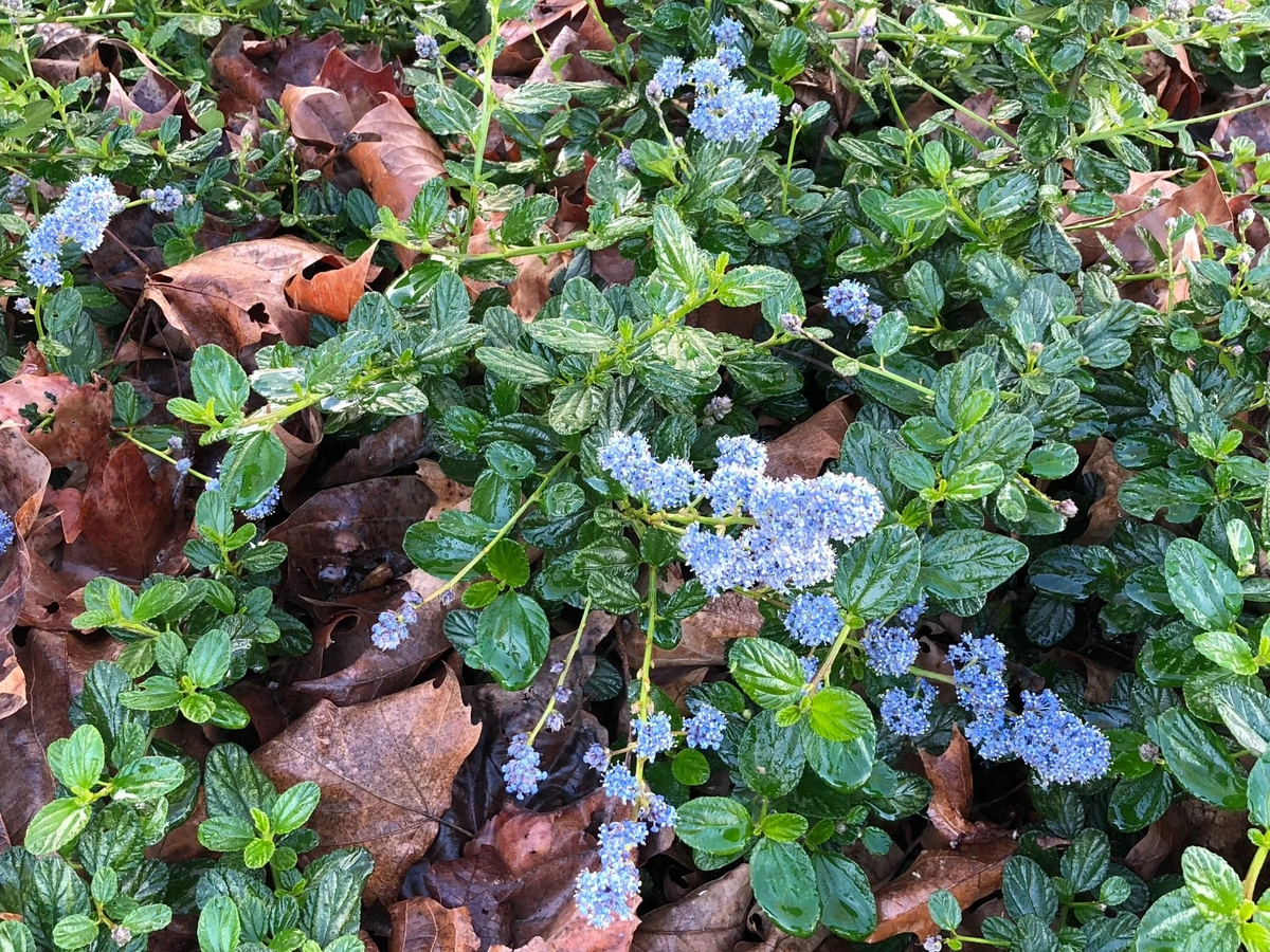 Ceanothus Horizontalis Cuttings – California Lilac Live Organic Shrub Propagation Cuttings for Native Gardens