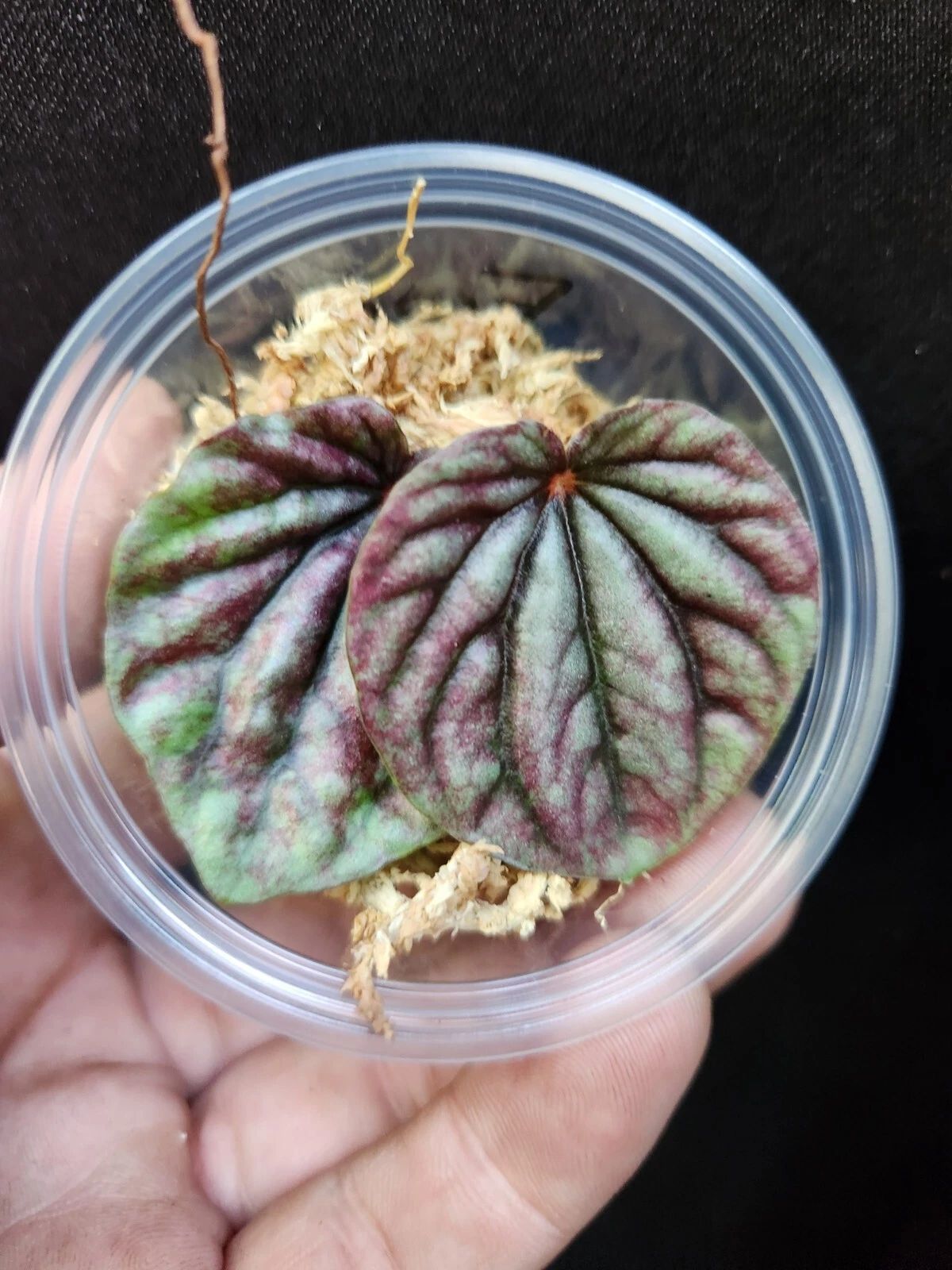 Red Ripple Peperomia Leaf Cutting in Propagation Cup for Indoor Growing, Peperomia caperata Houseplant