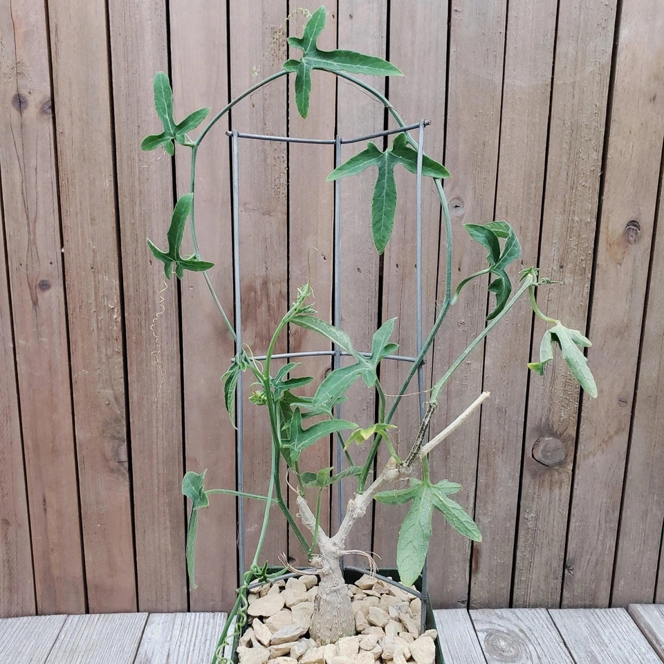 Ipomoea platensis Caudiciform Succulent in 4-Inch Pot, Rare Caudex Plant with Vining Growth