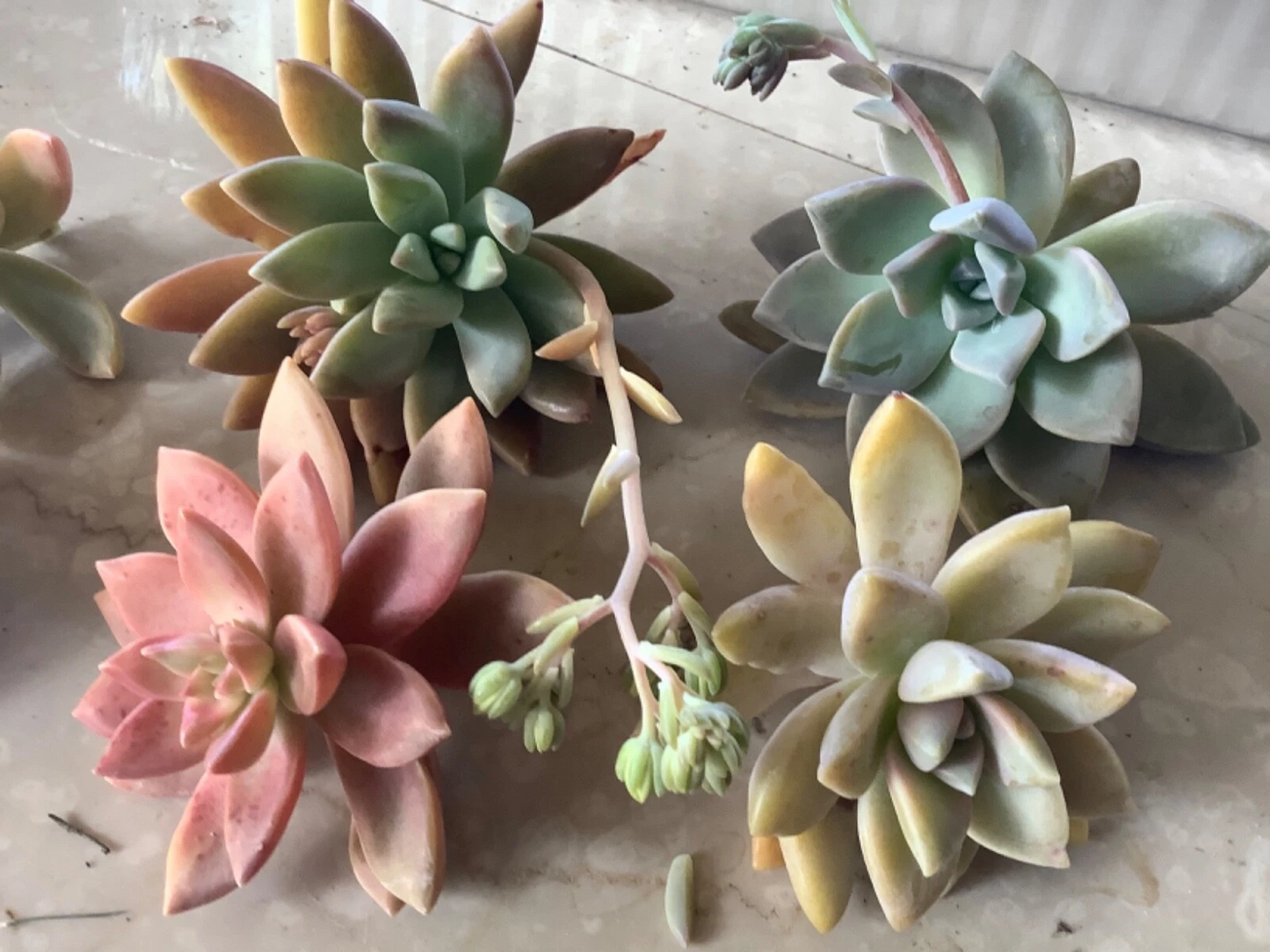 Assorted Succulent Cuttings Pack – 6 Unrooted Varieties for Easy Propagation, Indoor & Outdoor Cactus & Succulents