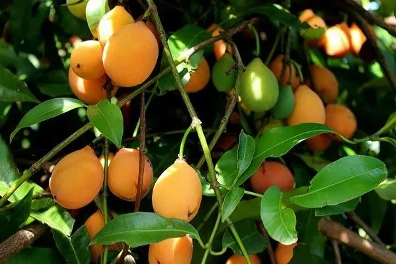 Achacha Fruit Tree Cutting – Garcinia humilis, Exotic Tropical Plant for Propagation, Fresh Unrooted Stem