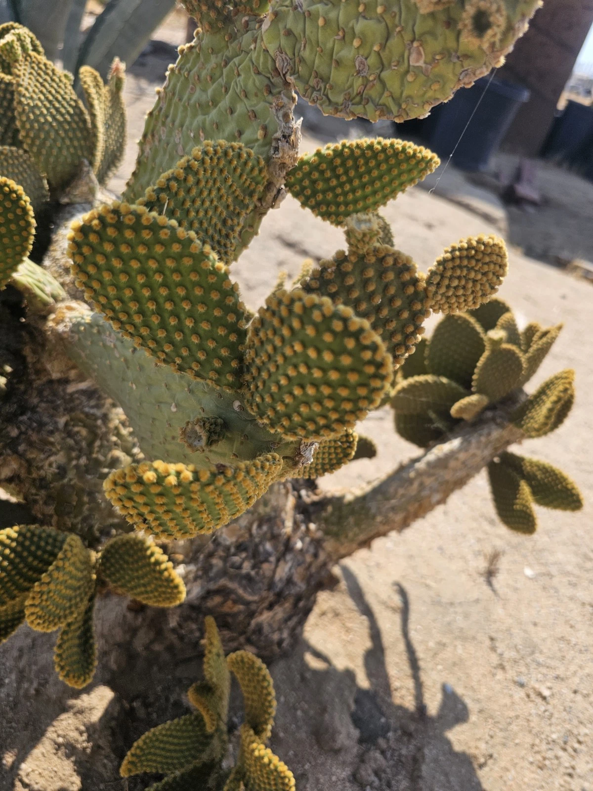 Bunny Ears Cactus Cuttings – 3-5 Inch Unrooted Opuntia microdysas Planting Starts, 5 Pack for Propagation and Indoor/Outdoor Gardens