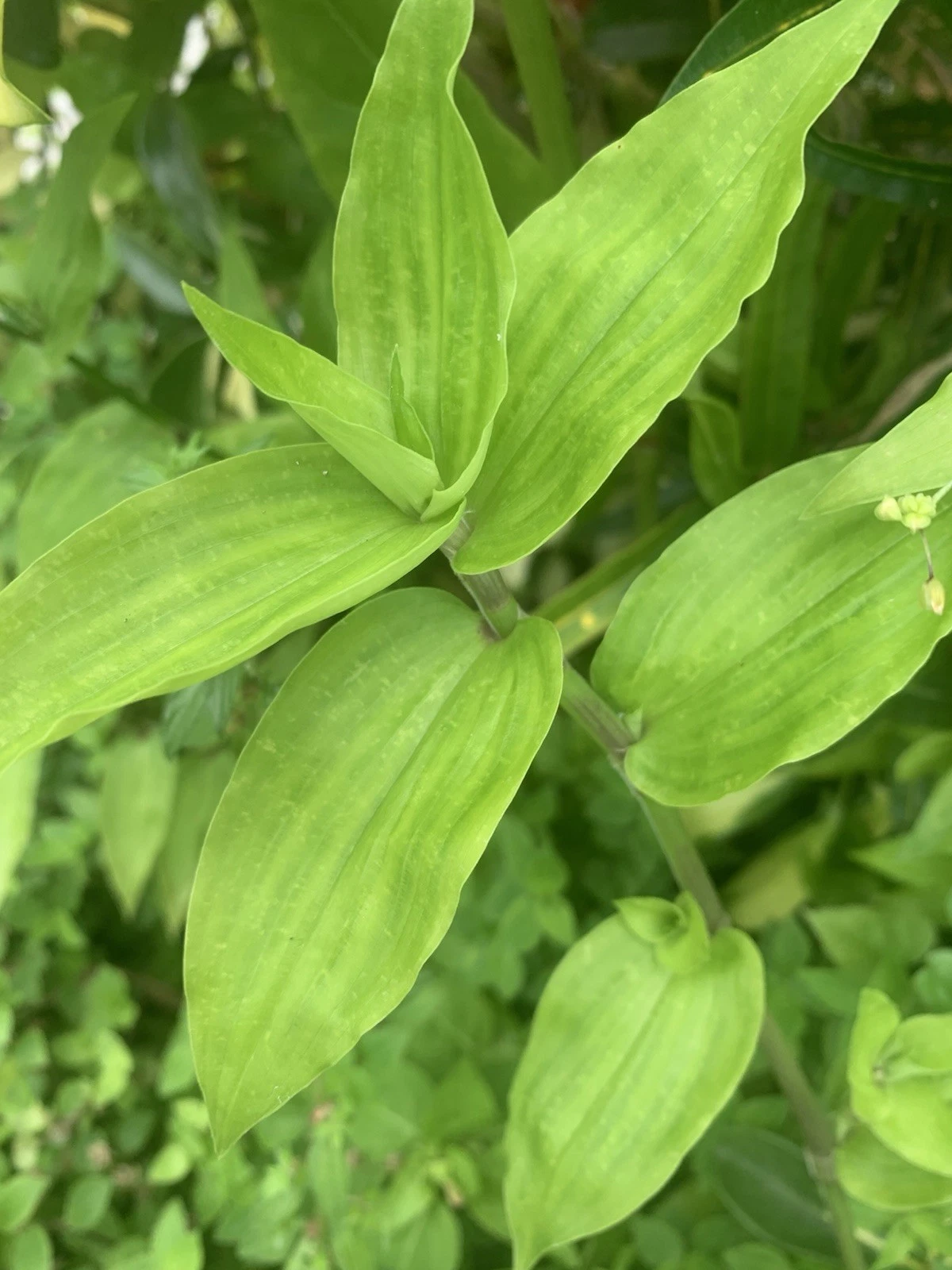 Wandering Jew Lime Cuttings – 7 Unrooted Tradescantia Green Trailing Houseplants for Propagation