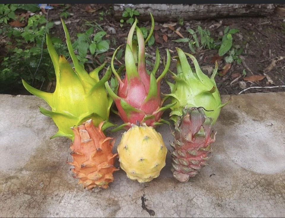 Dragon Fruit Cuttings – 10 Unrooted Pitaya Stems 10–14 Inches, Hylocereus Climbing Cactus for Planting