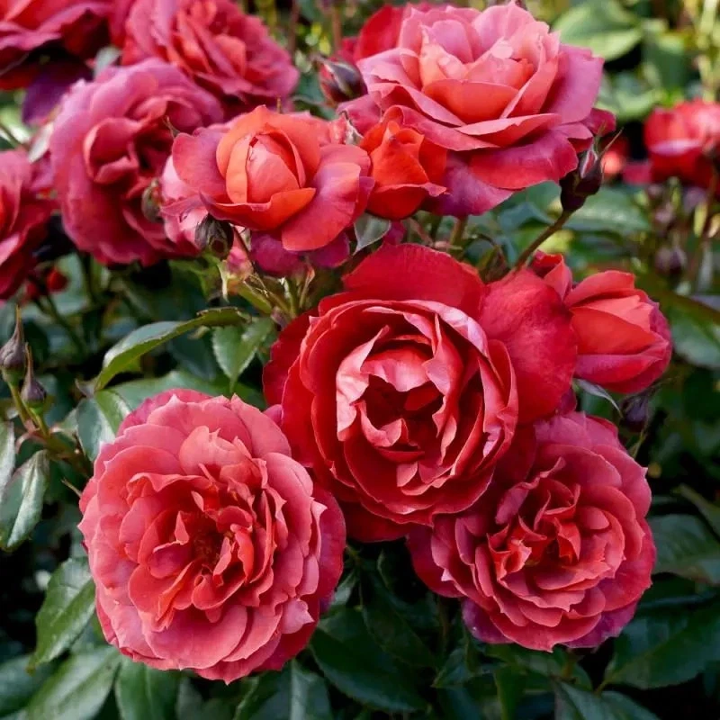 Hot Cocoa Rose Cuttings – 3 Unrooted Rosa Hybrid Grafting or Rooting Propagation Material