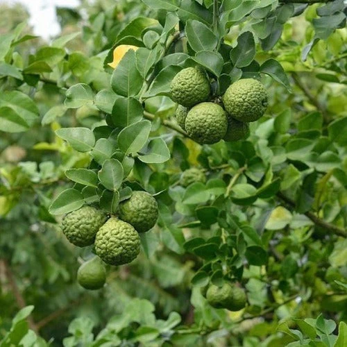 Kaffir Lime Tree Live Plant – 16–24 Inches Tall Citrus hystrix Fruiting Evergreen Citrus Plant