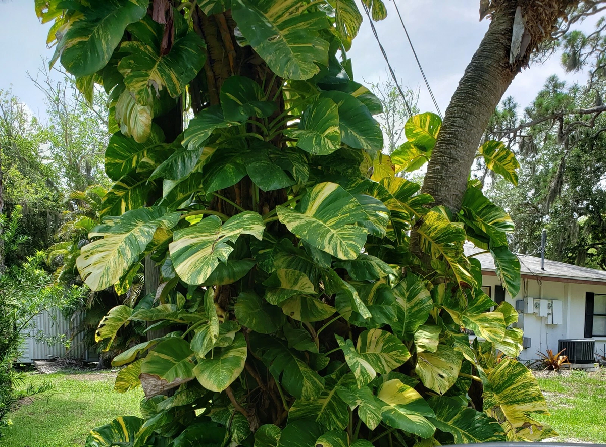 Variegated Golden Pothos Cutting – Hawaiian Epipremnum aureum 3 Node Unrooted Climbing Houseplant for Propagation