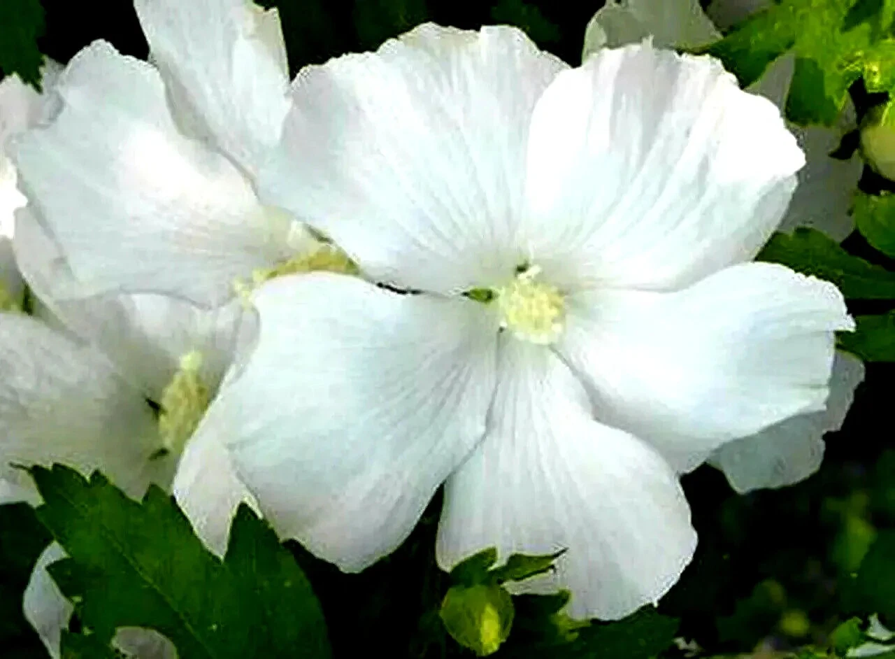 White Rose of Sharon Hibiscus Syriacus Live Starter Plant – 6-12 Inch Deciduous Shrub for Garden, Hedges & Landscaping