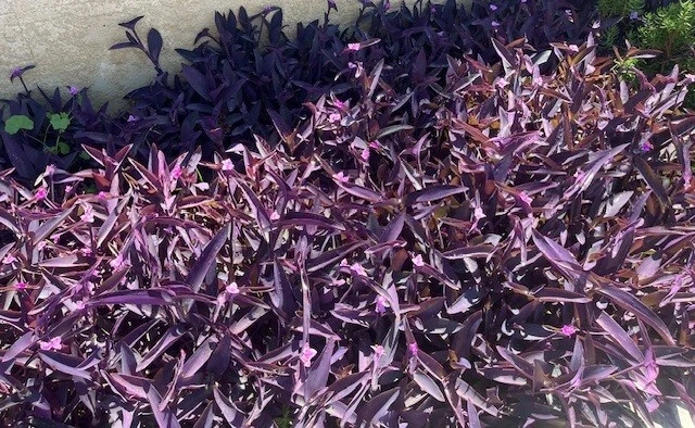 Purple Wandering Jew Live Plants – 15 Tradescantia pallida Purpurea, 4-8 Inch Purple Trailing Houseplants for Indoor & Outdoor Use