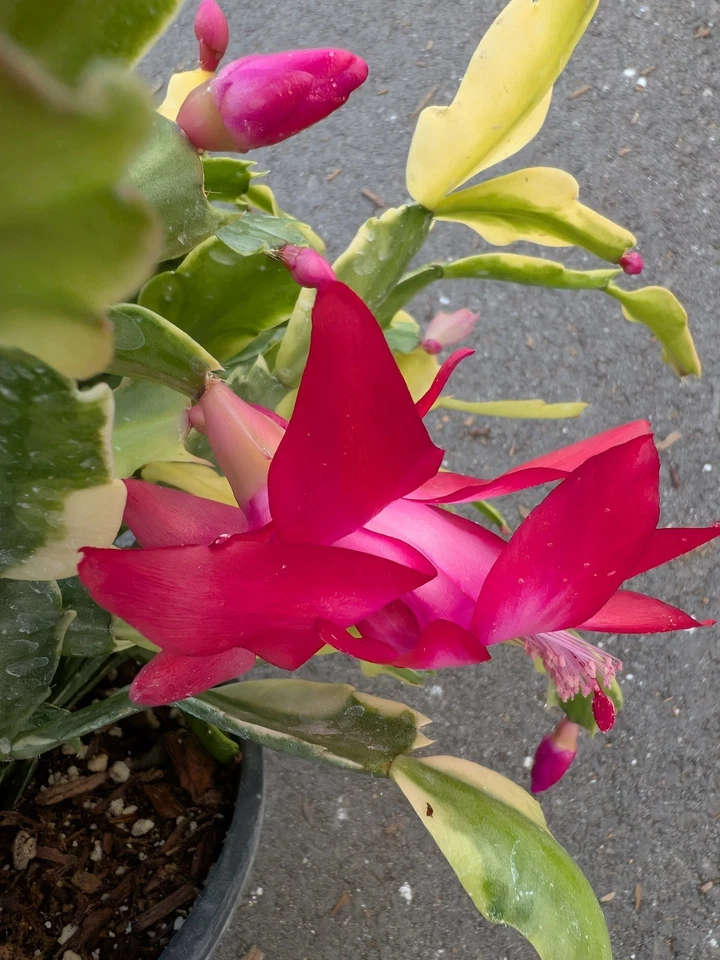 Variegated Christmas Cactus Cuttings – 3 Live Schlumbergera Hybrid Succulent Houseplant Propagation Material