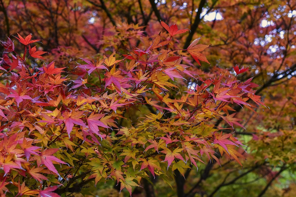 Japanese Maple Cuttings – 8-12" Acer palmatum Unrooted Stems for Grafting or Propagation