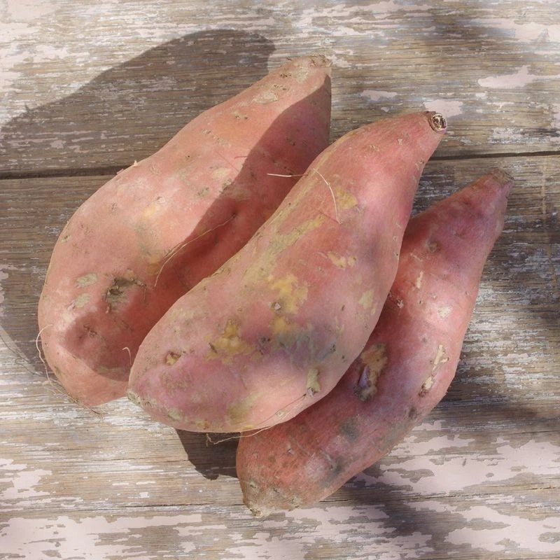 Beauregard Sweet Potato Slips – Organic Orange Flesh Starter Plants for Garden, Raised Beds, and Warm-Climate Planting