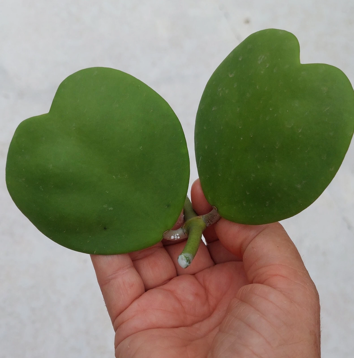 Hoya Kerrii Heart-Shaped Vine Cutting, Unrooted Plant, 2 Leaves, 1 Node, Indoor Houseplant, Propagation Accessory