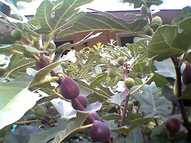 Marseilles Black Fig Tree Cuttings – 7 Live Unrooted Hardwood Ficus carica Propagation Material