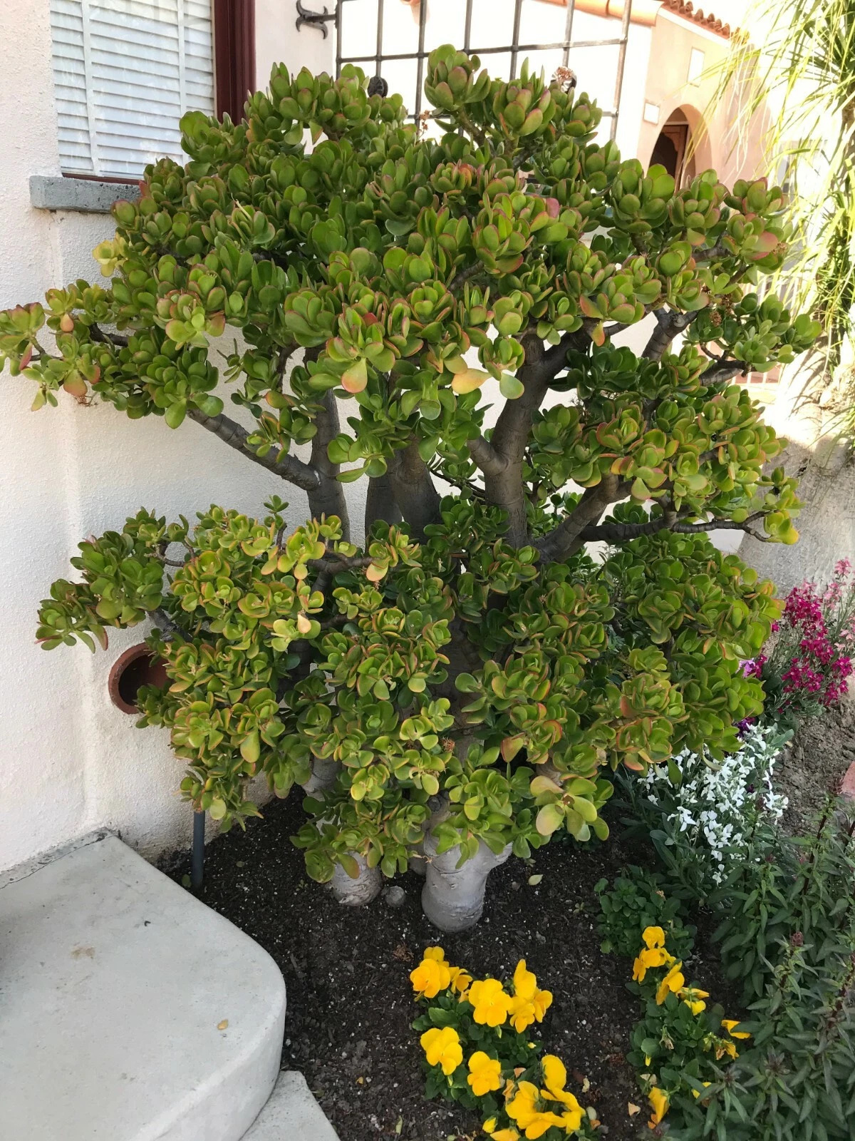 Crassula Ovata Jade Plant Cutting – Large 8" Deep Green Branching Succulent for Indoor Growing and Rooting