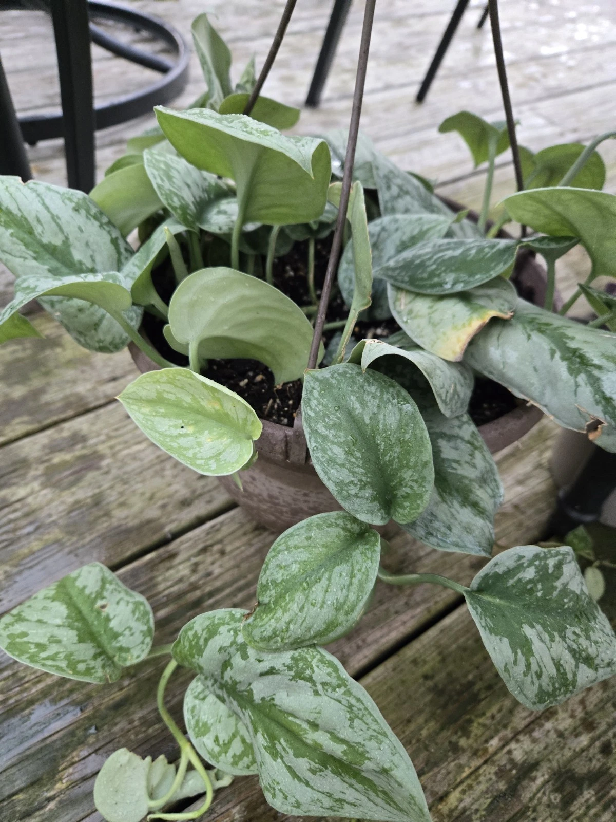 Pothos Silver Lady Cutting – Variegated Epipremnum aureum Vine for Propagation & Indoor Decor