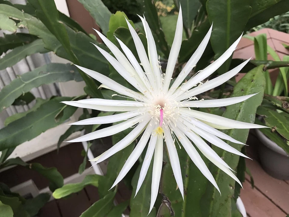 Epiphyllum Orchid Cactus Cuttings – 3 Night Blooming Cereus Stem Segments for Rooting, Hylocereus hookeri strictum, Epiphyllum spp.