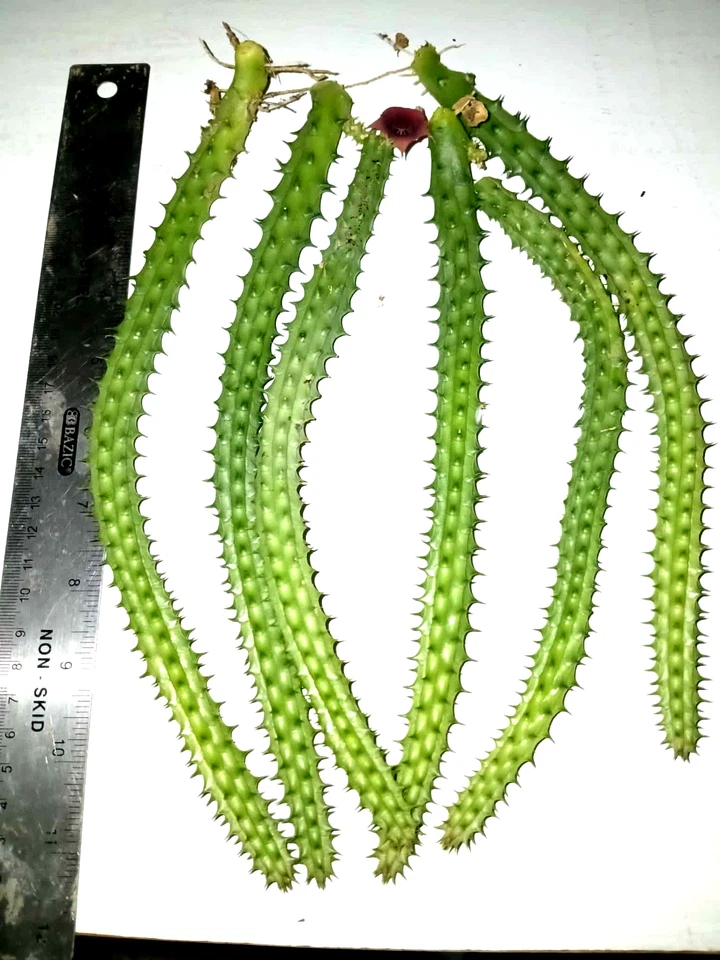 Huernia Macrocarpa Red Dragon Succulent Cuttings – 6 Rooted Stems with Burgundy Flowers, 10 Inches Long