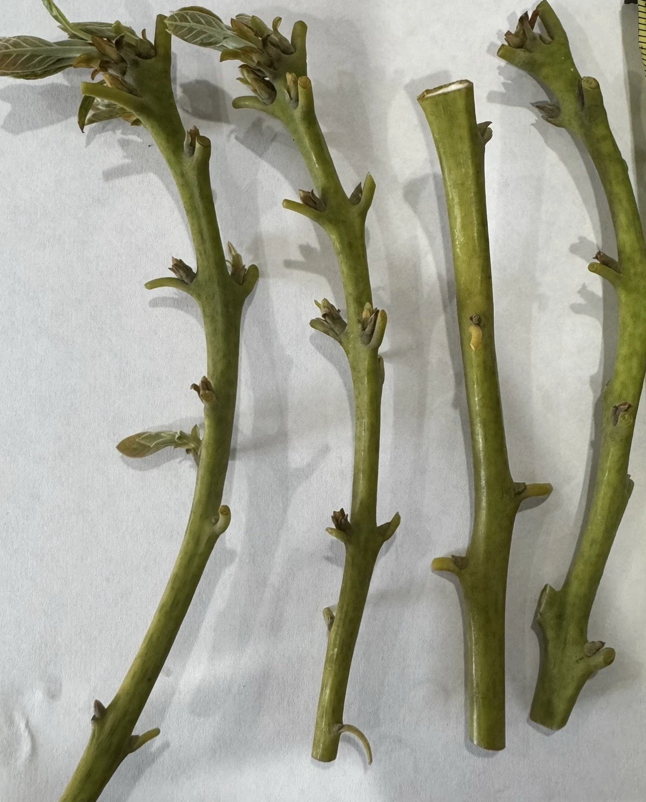 Nabal Avocado Scions – 4 Fresh Budwood Sticks for Grafting | Persea americana | High-Quality Fruit Tree Propagation