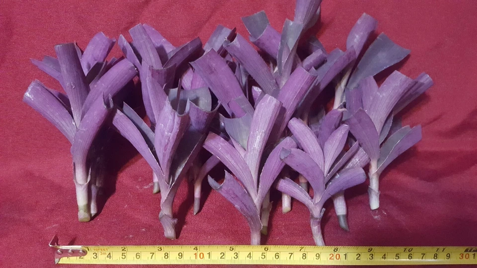Purple Heart Tradescantia Pallida Live Cuttings – 17 Trailing Houseplant Starters for Rooting, Vibrant Purple Foliage, Easy Care