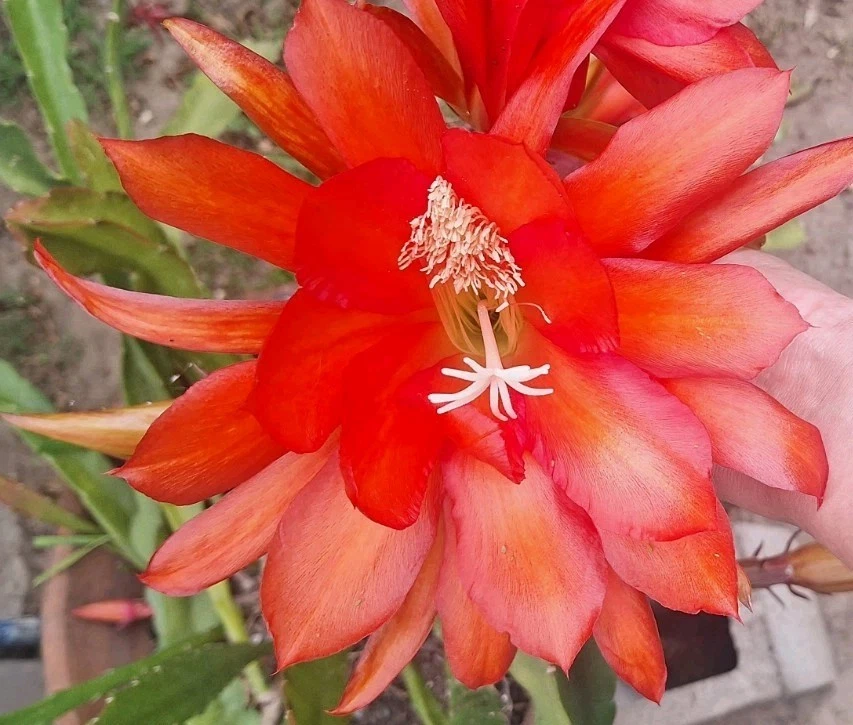 Orange Epiphyllum Orchid Cactus Cutting – Unrooted Stem 12-16 Inches for Propagation, Trailing Epiphytic Cactus, Bright Orange Blooms
