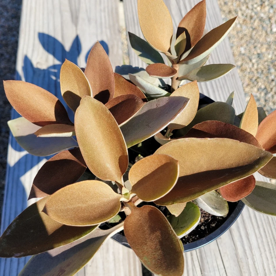 Kalanchoe Orgyalis Copper Spoons Succulent Live Plant – 4 Inch Bare Root, Bronze Foliage, Drought Tolerant, Indoor & Outdoor Garden Plant