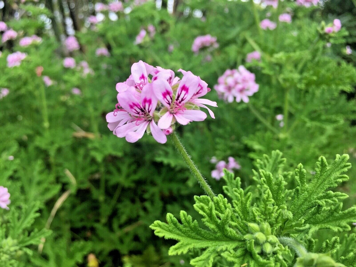 Lemon Scented Geranium Cuttings – 3 Pelargonium citrosum Live Plant Propagation, Pink Flowers, Fragrant Foliage