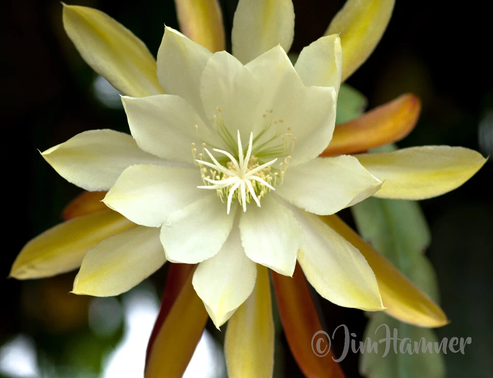 Epiphyllum Vista Sun Orchid Cactus Cutting – 8–10 Inch Live Propagation Plant for Hanging Baskets
