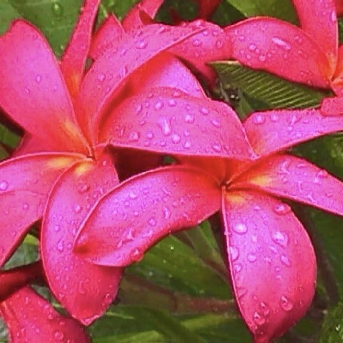 Pink Plumeria Frangipani Cuttings – 2 Unrooted Tropical Flowering Tree Stems, 10-12 Inches, Pink Blooms, Plumeria spp.